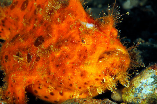 Close-up of a Juvenile Hairy Frogfish (Antennarius striatus). Ambon, Indonesia