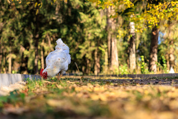 A white chicken is eating grass in a park