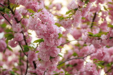 Fototapeta premium Pink flowers on a tree with a blue sky in the background
