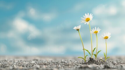 Blooming Daisies in Serene Sky Background, Symbolizing New Beginnings Generative AI