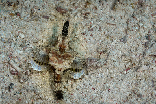 PEGASUS SEA MOTH, Eurypegasus draconis, hides with camoflauge in the sand and shells of the ocean floor