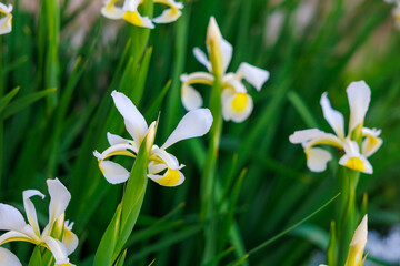 A bunch of white and yellow flowers with green stems