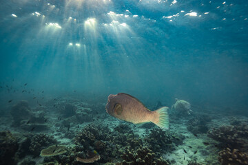 Giant bumphead parrot fish swims through early morning sun rays in clear blue waters on a tropical coral reef