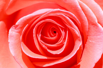 A close up of a red rose with a small hole in the center