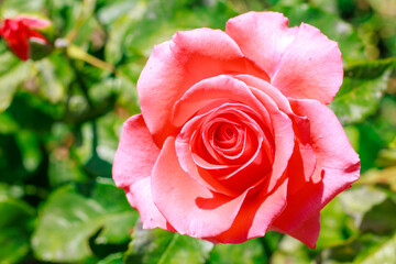 A pink rose is the main focus of the image, surrounded by green leaves