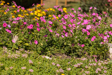 A garden with a variety of flowers including pink and yellow