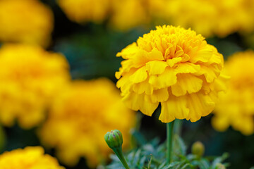 A yellow flower is the main focus of the image