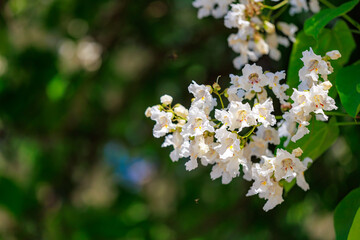 A beautiful white flower with a green stem