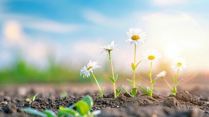 Blooming Daisies in Natural Setting Generative AI