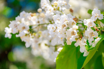 A beautiful white flower with green leaves