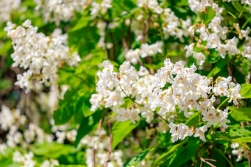 A field of white flowers with green leaves