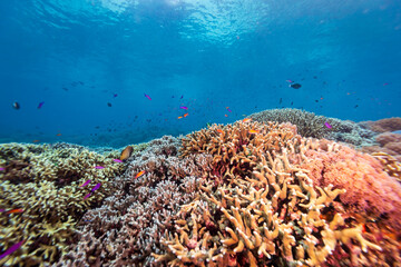 beautiful landscape view of mixture of soft and hard coral on tropical coral reef with clear blue water