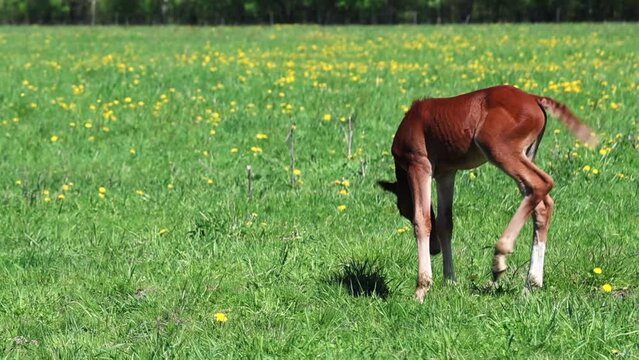A newborn foal in a green field, surrounded by dandelions, embodies peaceful rural life