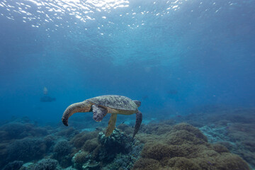 Green Sea Turtles, Chelonia mydas, with a large tail swimming along a tropical coral reef
