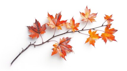 Fototapeta premium Autumn maple branch with leaves isolated on white background