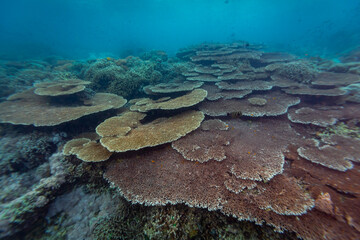 Massive expanse of table coral on a remote tropical coral reef