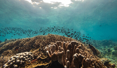 Large school of colorful fish swim above mixture of hard and soft corals on a tropical coral reef landscape