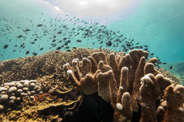 Large school of colorful fish swim above mixture of hard and soft corals on a tropical coral reef landscape
