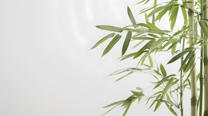 Thick-stemmed bamboo branch with leaves on white background