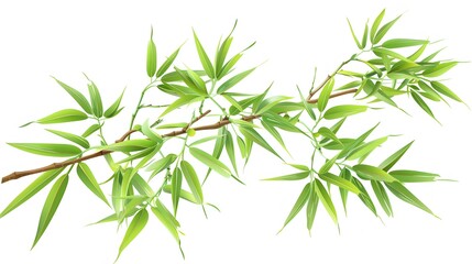Thick-stemmed bamboo branch with leaves on white background