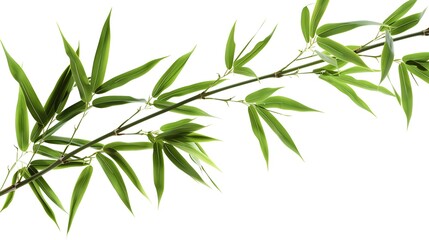Obraz premium Thick-stemmed bamboo branch with leaves on white background