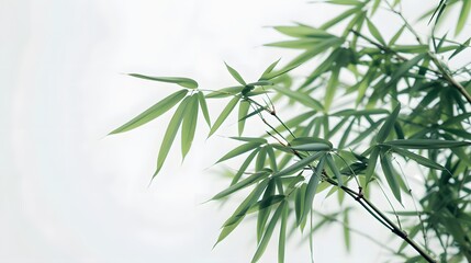 Obraz premium Thick-stemmed bamboo branch with leaves on white background