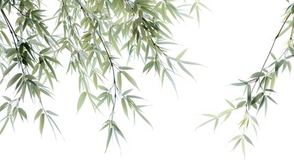 Fototapeta premium Thick-stemmed bamboo branch with leaves on white background