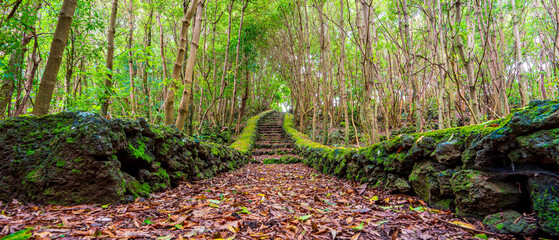 Idyllic pedestrian path with green and red vegetation colors of the Azores archipelago
