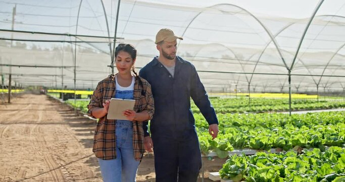 Happy, man and woman with clipboard for inspection at greenhouse with sustainable crop field. Agriculture, people and mentor teaching intern how to farm and check plant growth and harvest compliance