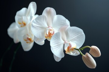 White Orchid Blooms Against a Dark Background