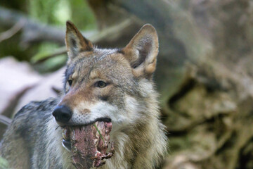 Fototapeta premium Wolf mit Fleisch