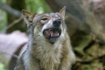 Wolf mit Beute