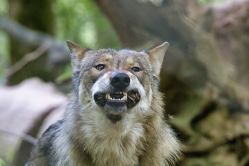 Fressender Wolf