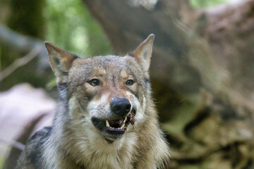 Fleischfressender Wolf