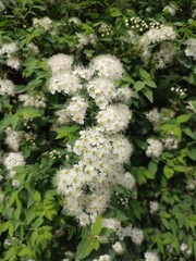 Spiraea. a beautiful plant. vertical photo