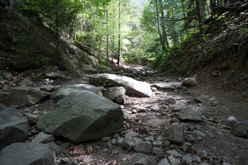 the forest of the mountain. Rocks nestled in between foliage, scene of a beautiful landscape of a woodland