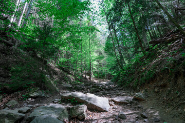 the forest of the mountain. Rocks nestled in between foliage, scene of a beautiful landscape of a woodland