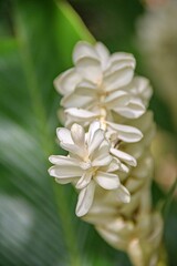 Obraz premium close up of a flower