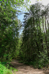 the forest of the mountain. Rocks nestled in between foliage, scene of a beautiful landscape of a woodland