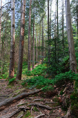 the forest of the mountain. Rocks nestled in between foliage, scene of a beautiful landscape of a woodland