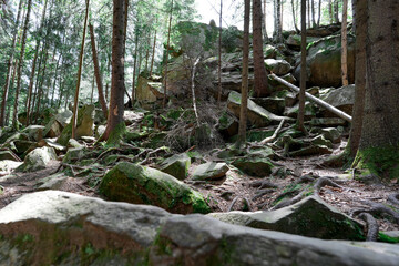 the forest of the mountain. Rocks nestled in between foliage, scene of a beautiful landscape of a woodland