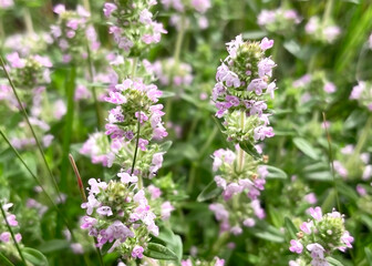 Fototapeta premium Blooming medicinal plant thyme growing on the lawn