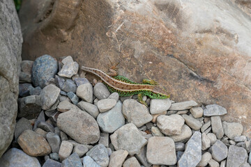 Mountain lizard (Iberolacerta montcola), a single wall lizard at the sandstone wall for enjoying the warmth and the sunlight
