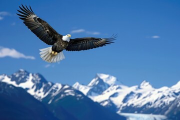 Bald Eagle Soaring Over Snow Capped Mountains.