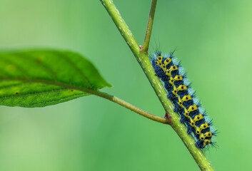 An eyecatching Caterpillar rests on a lush green Leaf in its original environment. Cerura vinula