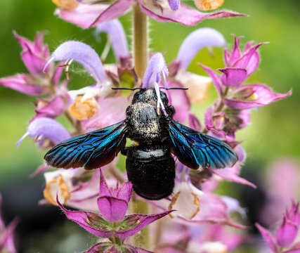 Xylocopa violacea collects pollen and nectar from Syrian hibiscus.
Purple carpenter bee or purple carpenter bumblebee. Xylocopa violacea.
