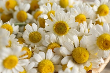 Obraz premium Many beautiful chamomile flowers as background, closeup