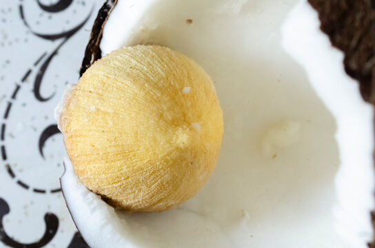 Coconut Sprout Close-up