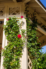 Obraz premium Red roses with its lush green branches - detail