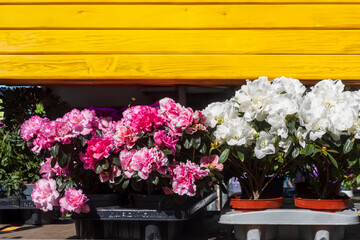 Fototapeta premium Red and white Rhododendrons in pots for sale in a flower shop in spring.